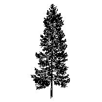 tree-ele098